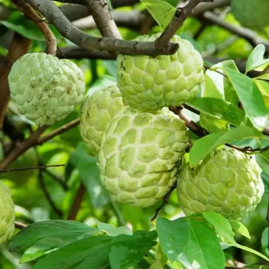 Live Sugar Apple Tree, Annona Squamosa Fruit Plant, 6-12 Inch Tall in 3” Pot, Tropical Custard Apple Plant