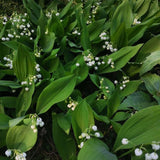 Set of 6 Lily of the Valley Plants Live, 4-7" Tall, Bareroot, Lily of the Valley Plant, Fragrant Flowering Perennials for Garden