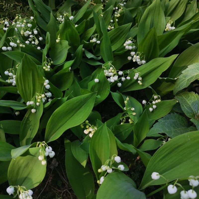 Set of 6 Lily of the Valley Plants Live, 4-7" Tall, Bareroot, Lily of the Valley Plant, Fragrant Flowering Perennials for Garden