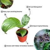 1 Black Tacca Plant Live in 4 Inch Pot - Black Bat Flower Houseplant Great for Indoor and Outdoor Gardening - Easy to Care