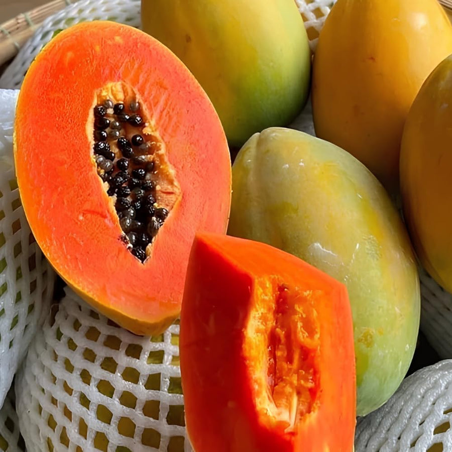 Papaya Plant Live, Papaya Seedling Live Plant, 4-8'' Tall, Well-Rooted, Sweet Fruit Tree for Outdoor Landscape