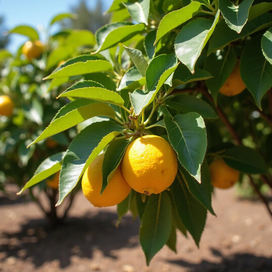 Lemon Plant Live, 2-4 Inches Tall, Dwarf Citrus Tree Starter for Indoor or Outdoor Growing, in 4" Pot