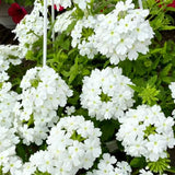 4 White Verbena Plants Live, 5-9" Tall Hardy Perennial Flower Plants, Well-Rooted for Outdoor Planting