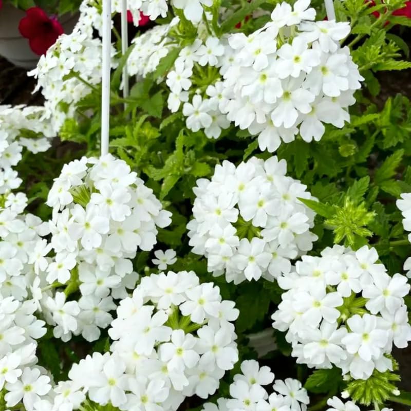 4 White Verbena Plants Live, 5-9" Tall Hardy Perennial Flower Plants, Well-Rooted for Outdoor Planting