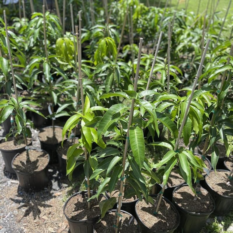 Green Sweet Mango Tree Live, 2 Feet Tall Mango Plant Live in Pot, Tropical Fruit Tree