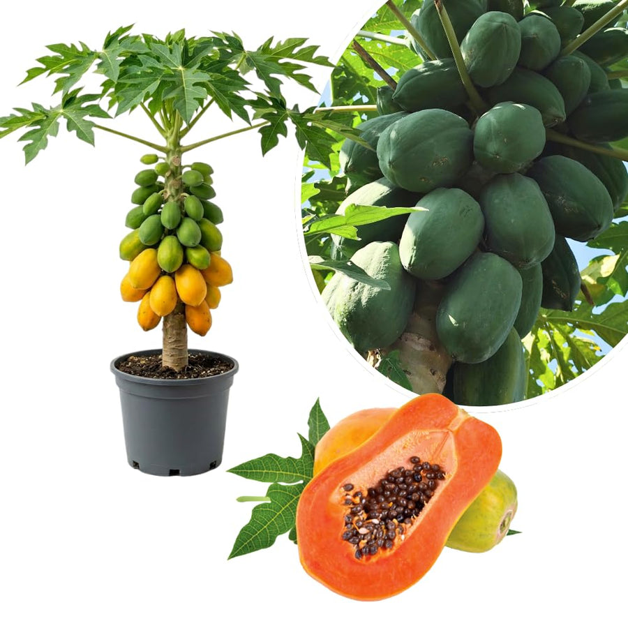 Papaya Tree Live Plant, Tropical Papaya Fruit Tree, 4-8 Inches Tall, Sweet Plant Starter for Outdoor Garden