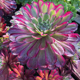 Rare Aeonium Plant Live Succulent in 4" Pot, Rosette Succulent Live Plant for Indoor Outdoor Growing