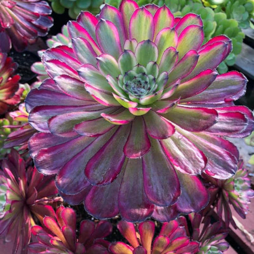 Rare Aeonium Plant Live Succulent in 4" Pot, Rosette Succulent Live Plant for Indoor Outdoor Growing