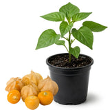 Cape Gooseberry Plant in 4 Inch Pot, 6-9 Inch Tall Ground Cherry Plant, Fruit Seedling for Garden - Sweet Tropical Berry Plants