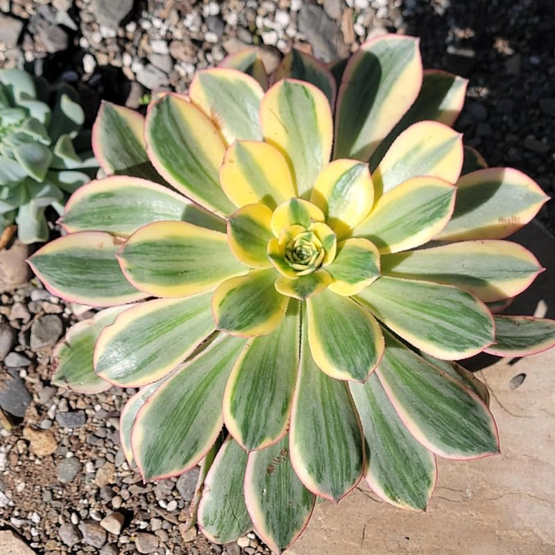 Sun Aeonium Plant Live Succulent in 4" Pot, Rosette Succulent Live Plant for Indoor Outdoor Growing