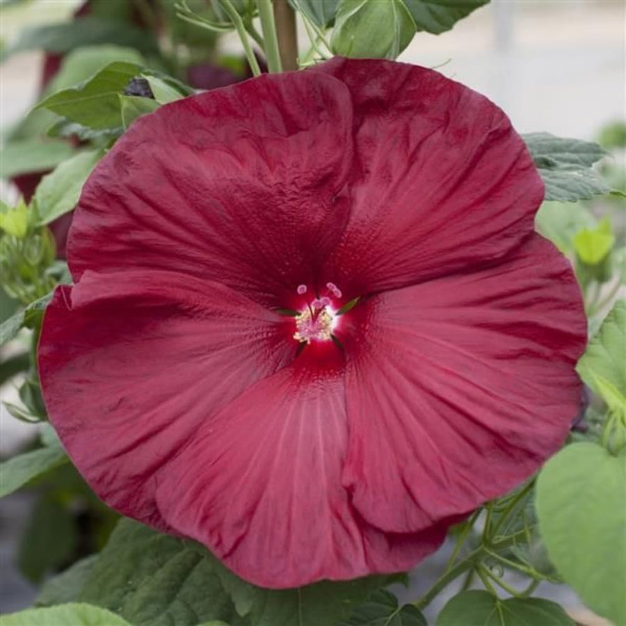 Red Hardy Hibiscus Plant Live, Hibiscus Flowers Plant 5-8 Inch Tall, Perennial Flowering Shrub for Planting