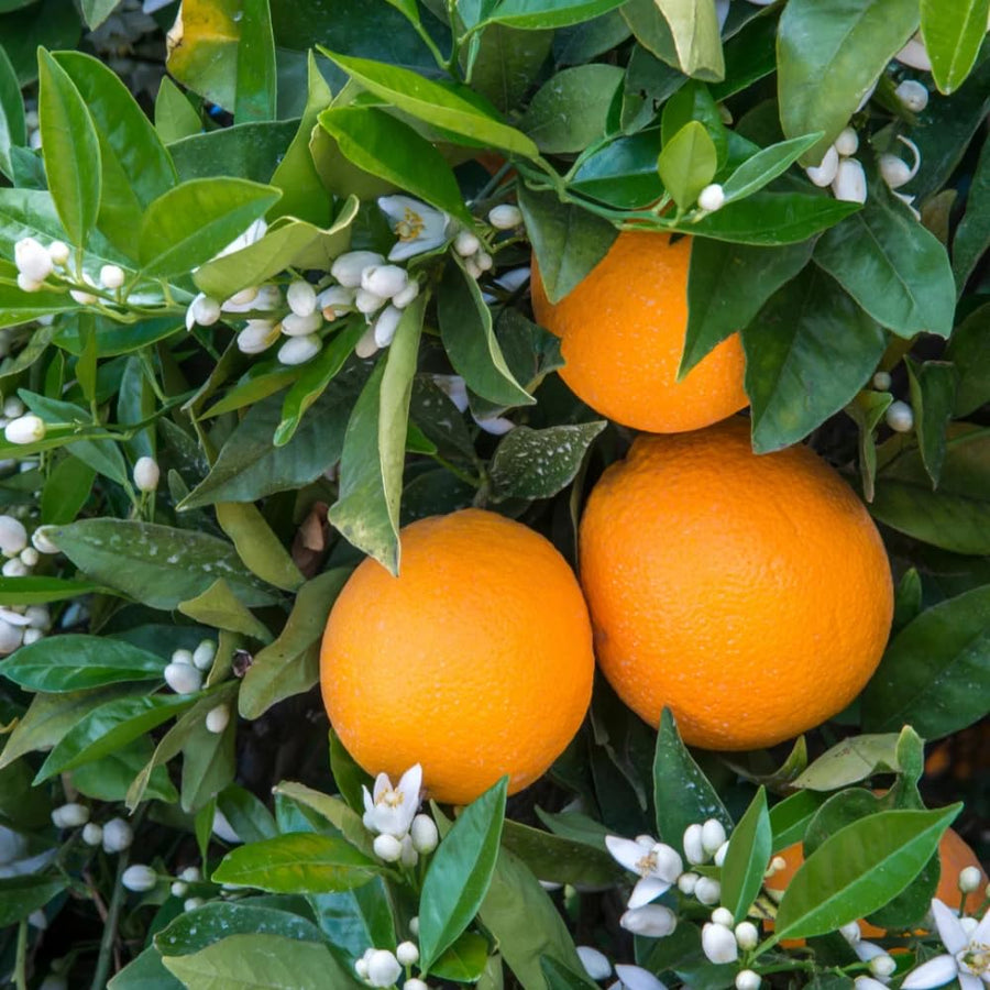 Navel Orange Tree Live Plant, 3-4 Feet Tall Grafted Citrus Tree, Sweet Seedless Orange Fruit Tree for Outdoor Planting