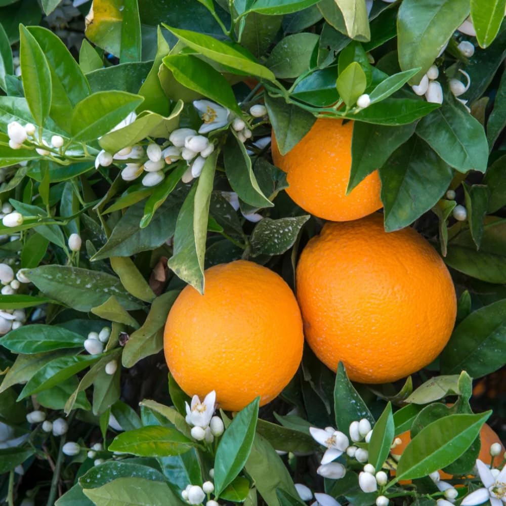 Navel Orange Tree Live Plant, 3-4 Feet Tall Grafted Citrus Tree, Sweet Seedless Orange Fruit Tree for Outdoor Planting
