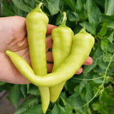 Set of 2 Yellow Banana Pepper Plants Live in Pot, Hot Bird Peppers Plants, 100 Days Old, 6 to 10 Inches Tall