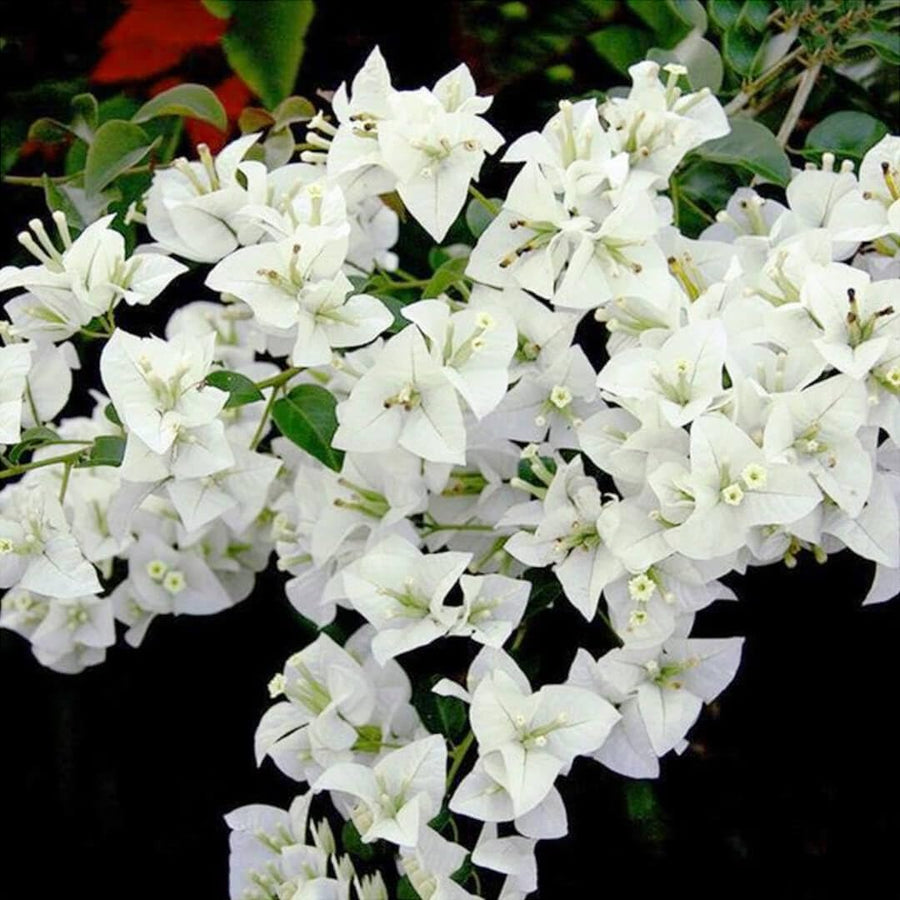 White Bougainvillea Tree Live Plant, 1 Year Old Ready to Plant Outdoor, Very Hardy, 6-10 Inches in Tall