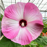 Pink Hibiscus Plant Live, Hardy Hibiscus Flowers for Outdoor Landscapes, 5-9 Inch Height, Ornamental Hibiscus Bush Shrub, Well-Rooted, No Pot