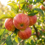 Sweet Apple Tree 2–3 Ft Tall, Fruit Apple Tree Plant for Outdoor Garden, Sweet Crisp Apples for Backyard Orchard or Home Garden Growing
