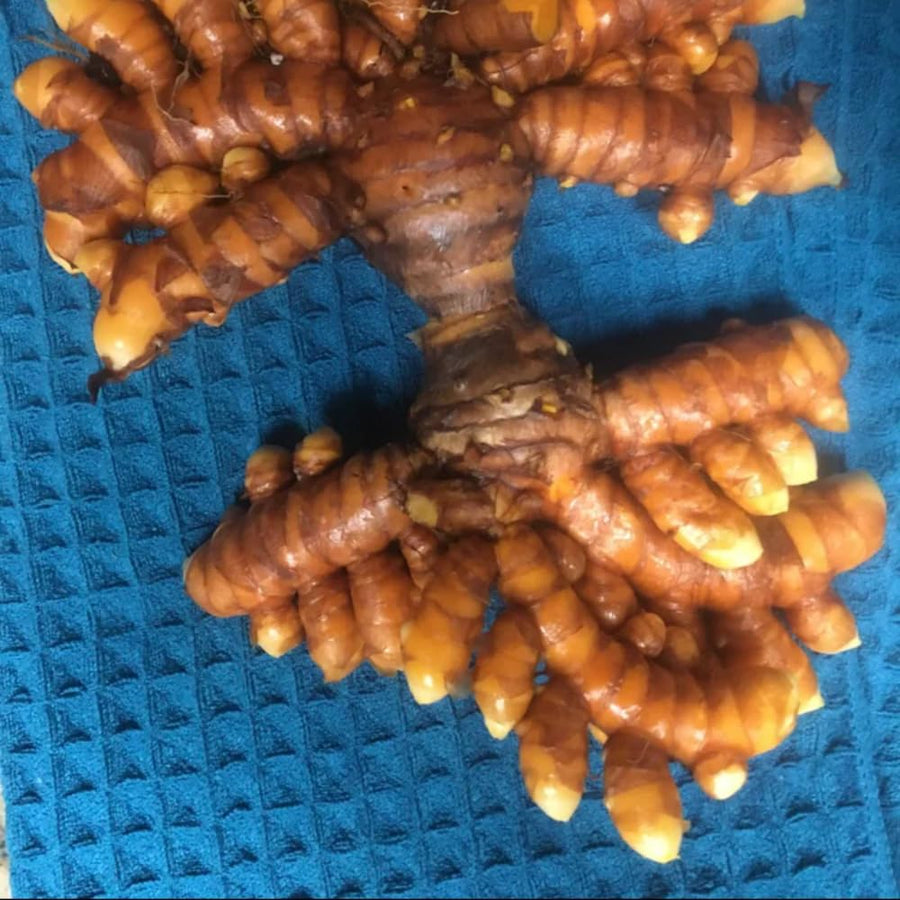 Pack 8 Turmeric Roots for Planting, Fresh Yellow Turmeric Root, Curcuma Longa, Ready for Indoor Outdoor Gardening