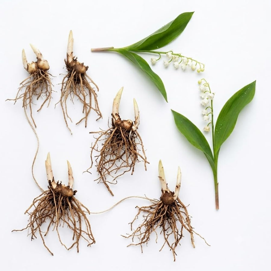 Set 5 Lily of the Valley Bulbs, Lily of the Valley Roots, Fragrant White Spring Flowers for Indoor Outdoor Growing