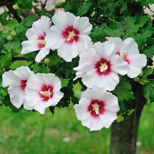 Althea Plant, Quart Pot, 6-12 Inch Plants Rose of Sharon Flowering Shrub, Hardy Hibiscus Flower Plant for Outdoor Landscapes