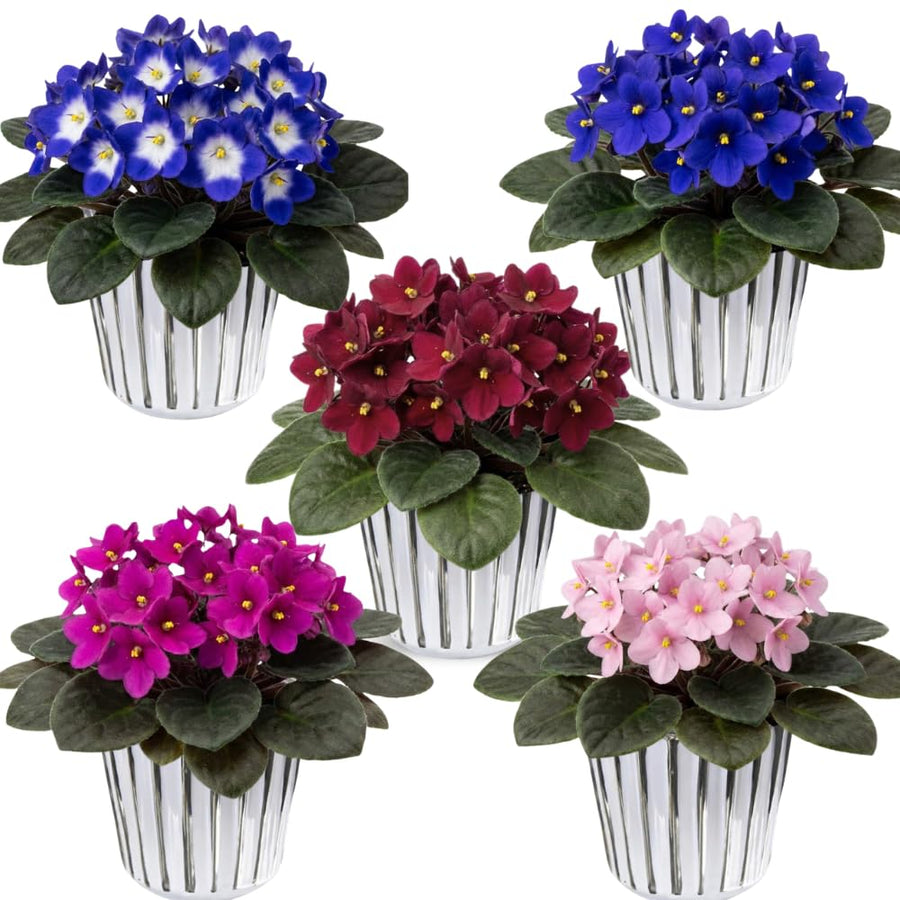 1 Random African Violets Live Plant in 4" Pot, Starter African Violet for HouseplantIndoor Outdoor Home Decor