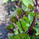 50+ Red Malabar Spinach Seeds, Ceylon Spinach Seeds, Vegetable Garden Seed for Outdoor Planting and Home Gardening