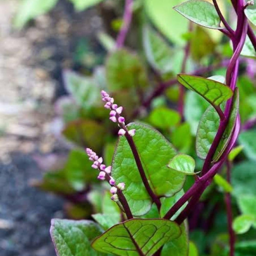 50+ Red Malabar Spinach Seeds, Ceylon Spinach Seeds, Vegetable Garden Seed for Outdoor Planting and Home Gardening