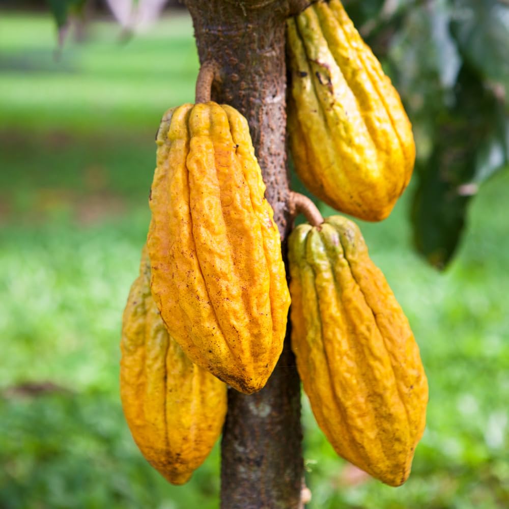 6 Months Old Theobroma Cacao Tree Plant Live, High Yield Cocoa Chocolate Trees Live Plants 8" Tall in Half Gallon Pot, Outdoor Indoor Growing, No CA