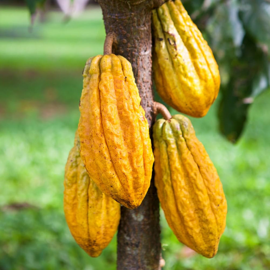 6 Months Old Theobroma Cacao Tree Plant Live, High Yield Cocoa Chocolate Trees Live Plants 8" Tall in Half Gallon Pot, Outdoor Indoor Growing, No CA