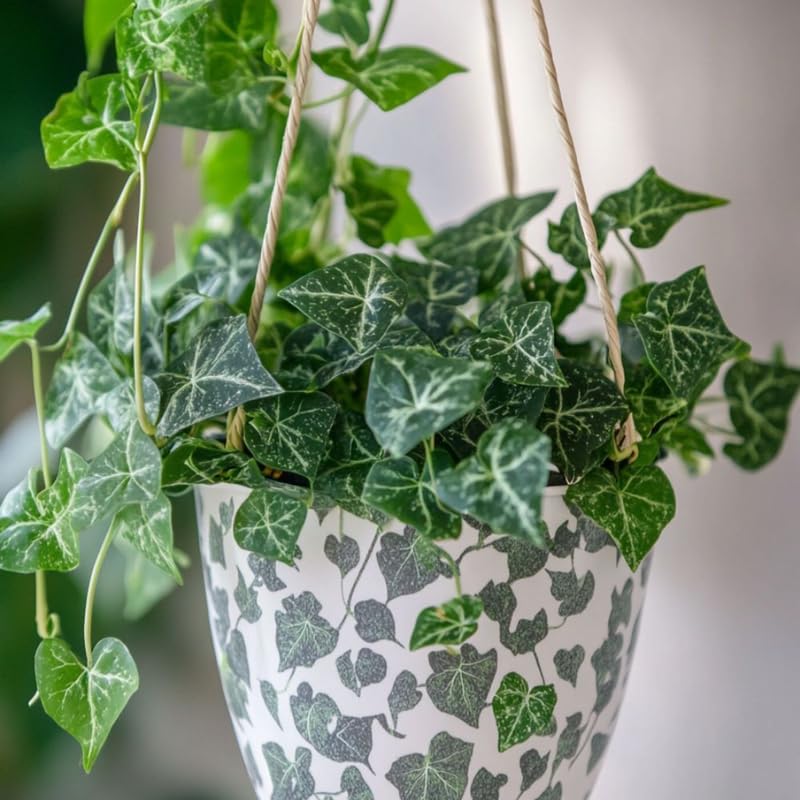 English Ivy Live Plants in 4'' Pot, Hardy Ivy Vine Plant for Trellis, Ground Cover, Live Indoor Houseplants