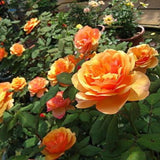 2 Rose Plants Live, Rose Bush Live Plants, Fragrant Rose Flowers, Well Rooted 5-10 Inch Tall, No Pot (Orange Rose)