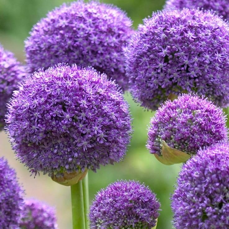 6 Purple Allium Bulbs for Planting, Ornamental Allium Flower Bulbs, Spring Blooming Garden Flowers for Outdoor Growing