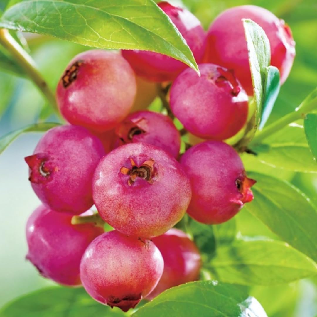 Live Pink Lemonade Blueberry Plant, Blueberry Bush Shrub, Sweet Blueberry, 4 Inch Pot for Growing