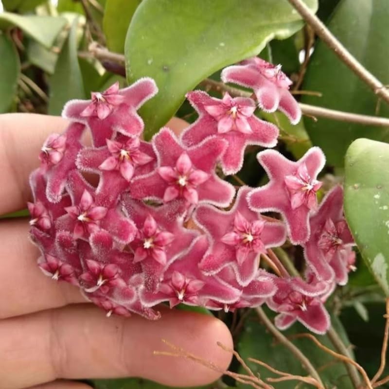 Hoya Pubicalyx Live Plant, Hoya Plants, Plant Tropical Vine 4-6 Inch for Houseplant