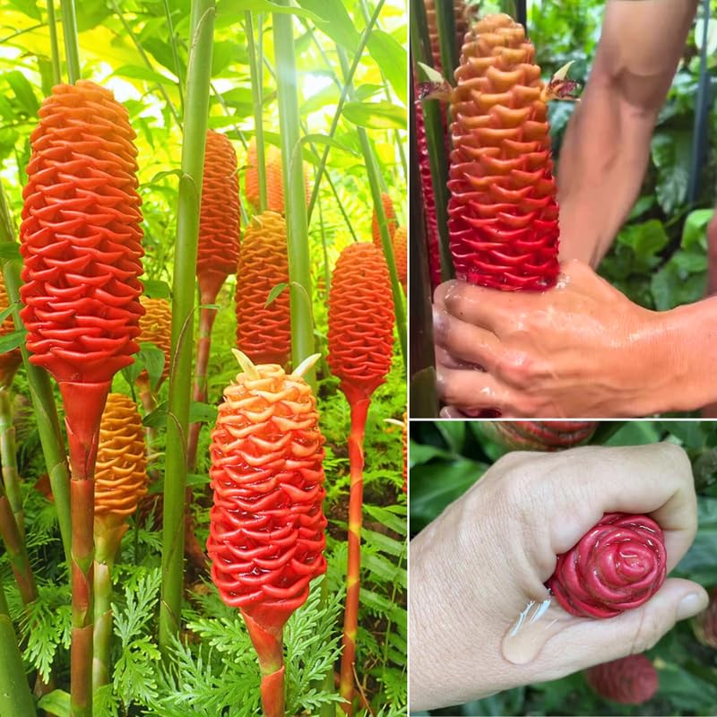 2 Shampoo Ginger Plants Live for Planting, Tropical Flowering Plant for Garden or Patio, Hardy Ginger Plant No Pot, 5-9" Height