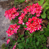 2 Red White Verbena Plants Live for Planting, Colorful Blooming Flower Plant, Verbena Live Plants, 5 to 7 Inc Tall