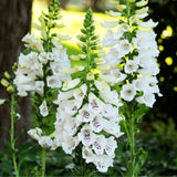 Live White Foxglove Plant, 3-5" Tall, 3 Inch Pot, White Foxglove Plant, Hardy Perennial with Colorful Summer Flowers