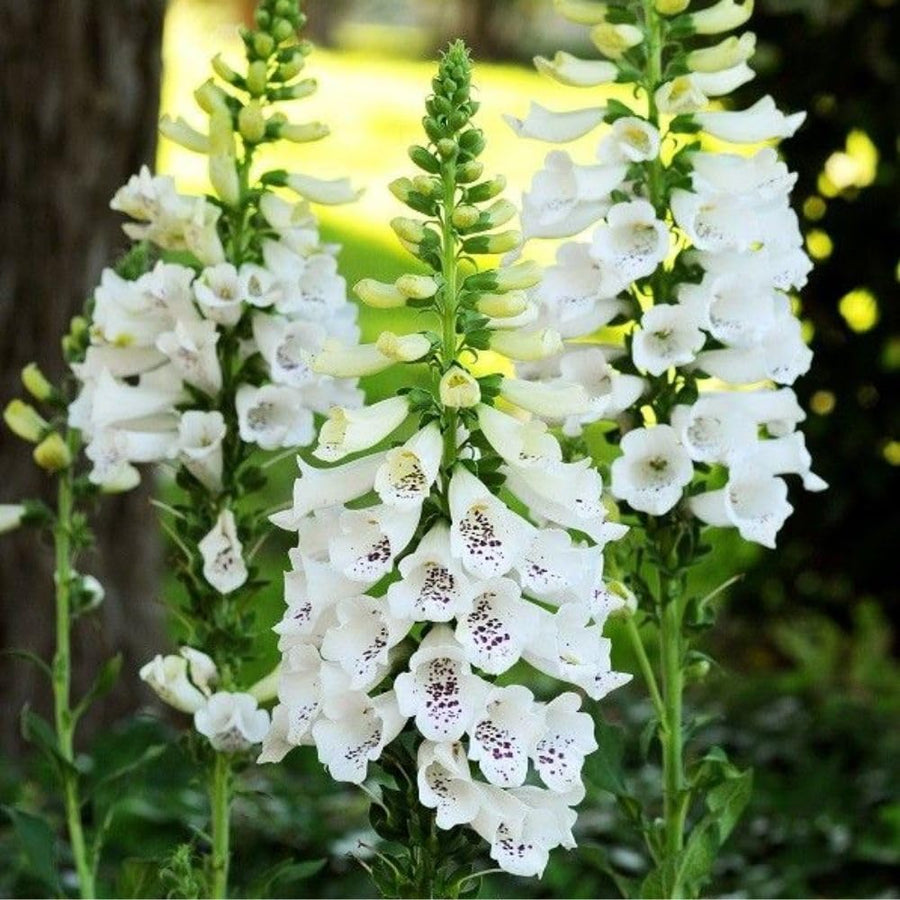 Live White Foxglove Plant, 3-5" Tall, 3 Inch Pot, White Foxglove Plant, Hardy Perennial with Colorful Summer Flowers