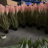 2 Mixed Pampas Grass Plants Live, Live Pampas Grass Plant Ornamental Grass Plant Perennial, from 5 Inc to 7 Inc Tall