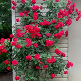 Climbing Rose Bushes Ready to Plant, Well-Rooted, Hardy Roses Tree 5 to 10 Inc Tall, Fragrant, Outdoor Planting (Red)