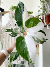 Mixed Variegated Philodendron Live Plants, Unique Foliage Philodendron Plants, Rare Tropical Houseplant, No Pot, 4-8'' Tall