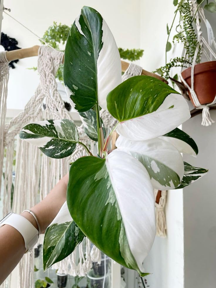 Mixed Variegated Philodendron Live Plants, Unique Foliage Philodendron Plants, Rare Tropical Houseplant, No Pot, 4-8'' Tall