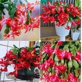Red Christmas Cactus Plant Live Christmas Cactus, Holiday Cactus Live Plant, 4 Inc Pot