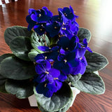 Blue African Violets Live Plants House Plants in 4" Pot, Vibrant Blooms for Indoor Décor, Home or Office, Easy to Grow