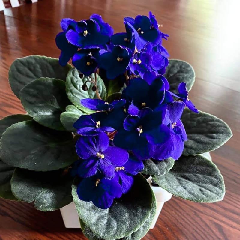 Blue African Violets Live Plants House Plants in 4" Pot, Vibrant Blooms for Indoor Décor, Home or Office, Easy to Grow