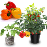 Set 2 Pepper Hot Belle Plants Live, 90 Days Old Pepper, Small, Bell-Shaped Peppers with Vibrant Colors, No Pot