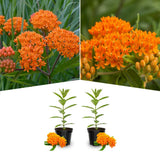 2 Mikweed Live Plants, Asclepias Tuberosa Perennial Flowers Plants, Tropical Butterfly Milkweeds 4-8 Inch for Outdoor Garden (Orange)