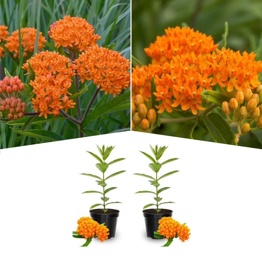 2 Mikweed Live Plants, Asclepias Tuberosa Perennial Flowers Plants, Tropical Butterfly Milkweeds 4-8 Inch for Outdoor Garden (Orange)