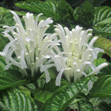 White Shrimp Plant Live, 4-9" Tall, Tropical Houseplant Well-Rooted