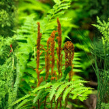 10 Cinnamon Fern Rhizomes, Hardy Perennial Fern Plants for Garden, Fast-Growing Ferns Starter Roots